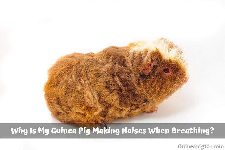 Why Is My Guinea Pig Making Noises When Breathing?