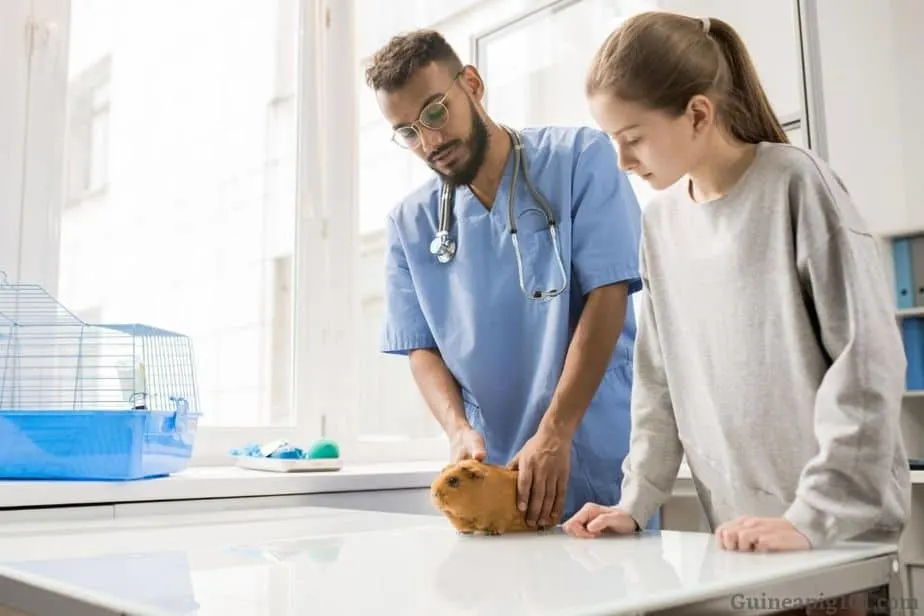 guinea pig vet