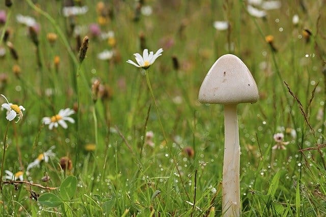 Why are mushrooms so dangerous for guinea pigs?