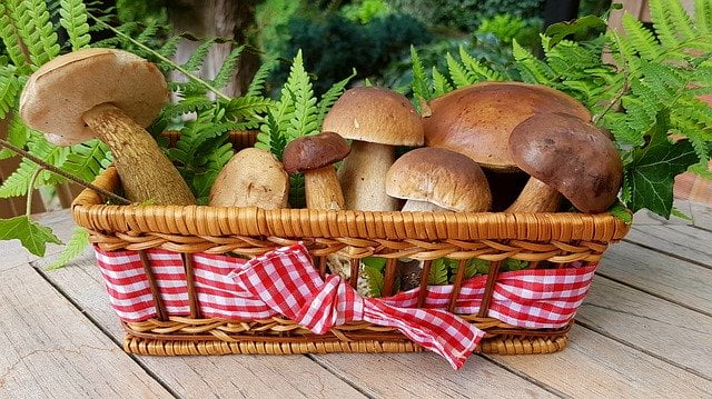 Guinea pigs and Mushroom