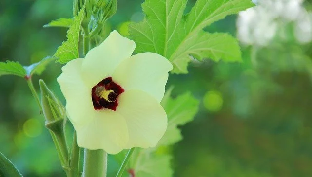 Can guinea pigs eat okra tree leaves?