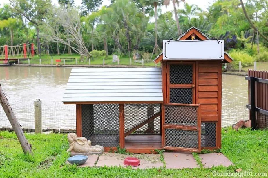 Keeping guinea pigs outdoor