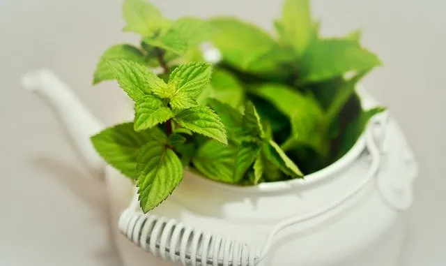 Mint for guinea pigs