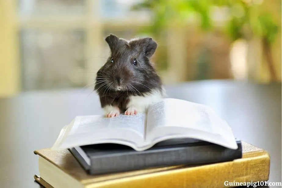 scientific name for a Guinea pig