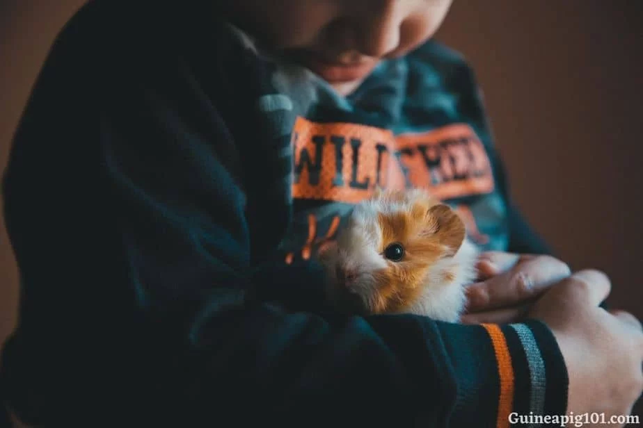 Stress in Guinea Pig