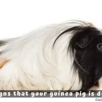 10 Signs that your guinea pig is dying