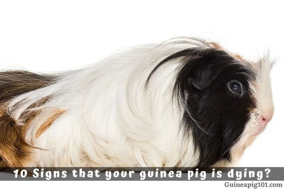 10 Signs That Your Guinea Pig Is Dying