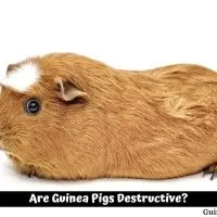 Are Guinea Pigs Destructive?