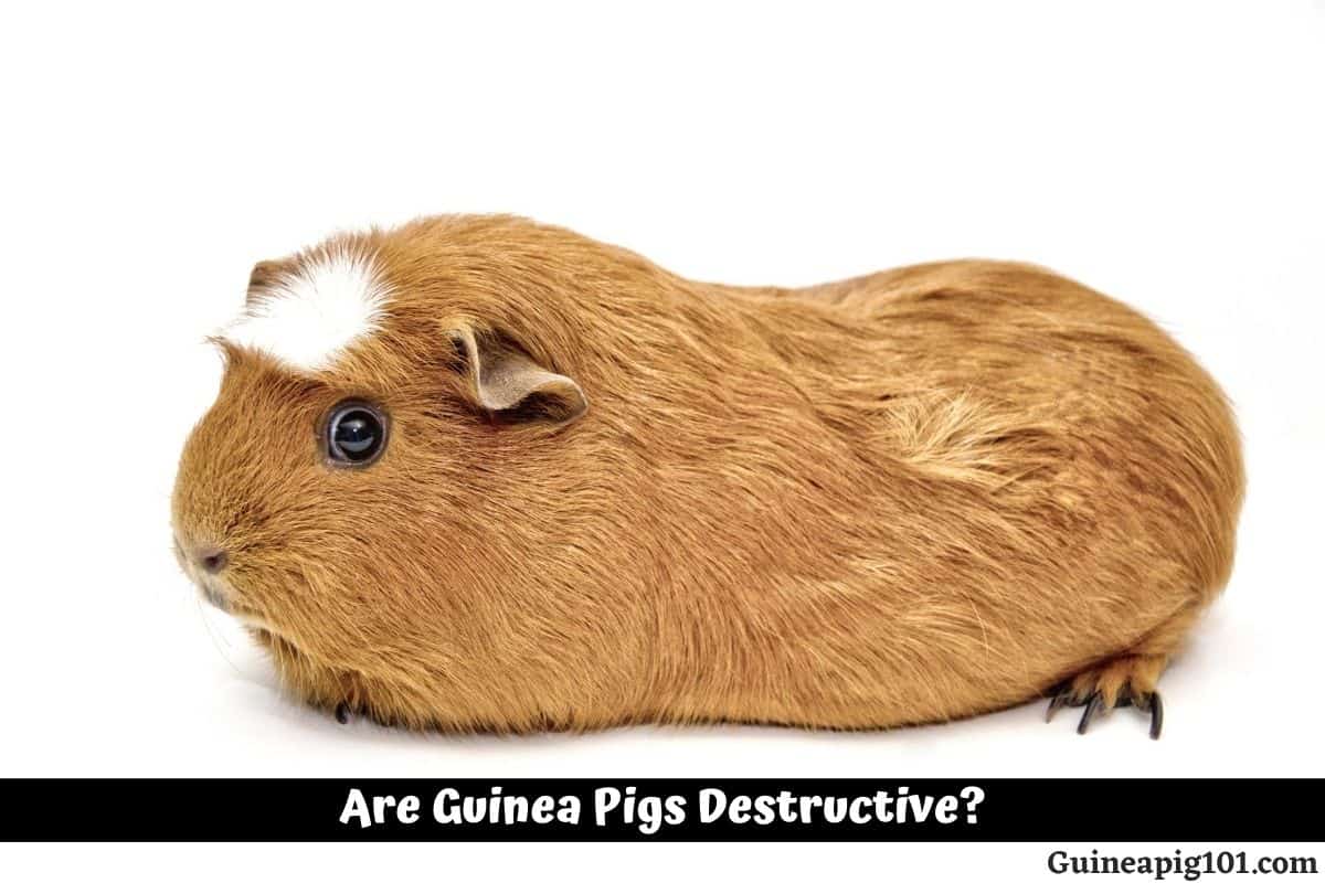 Are Guinea Pigs Destructive? (Learn All About Their Bad Behavior)