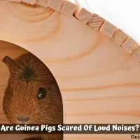 Are Guinea Pigs Scared Of Loud Noises
