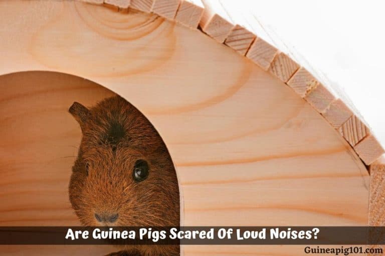 Are Guinea Pigs Scared Of Loud Noises?