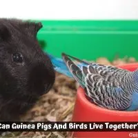 Can Guinea Pigs And Birds Live Together?