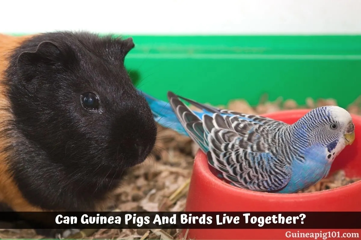 Can Guinea Pigs And Birds Live Together?