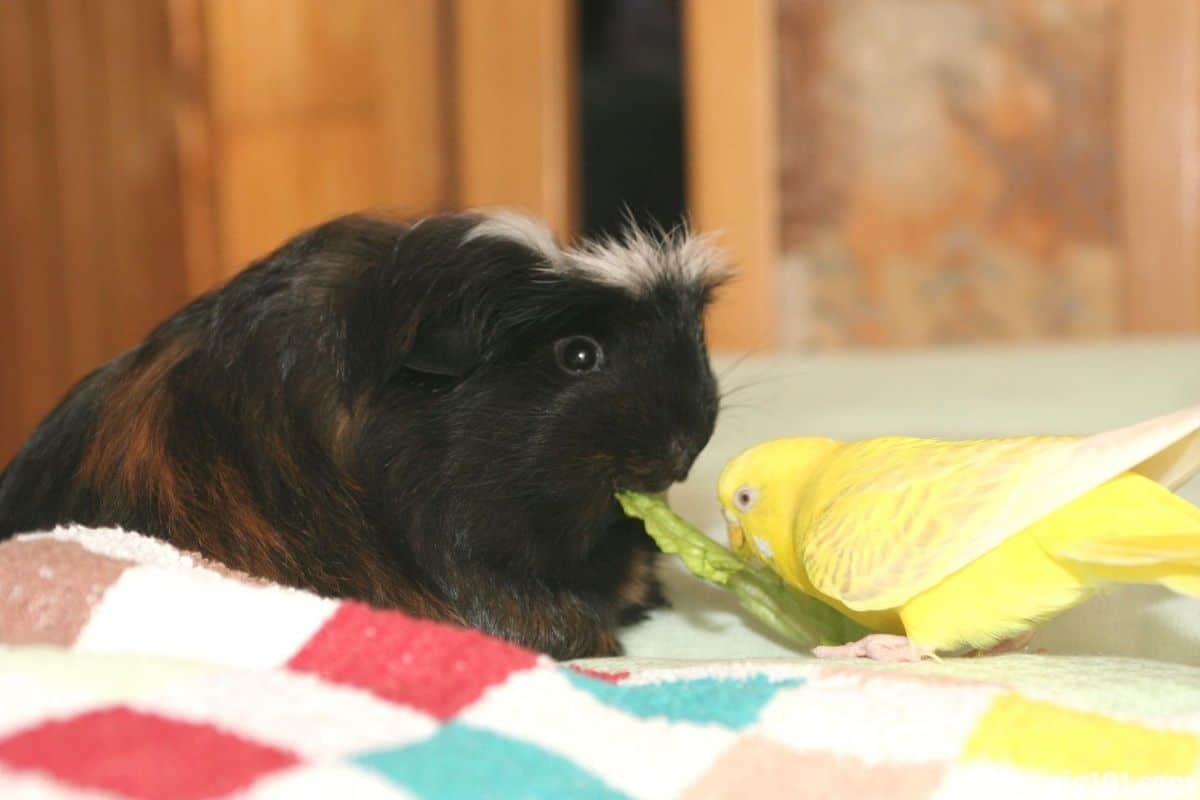 Can Guinea Pigs And Birds Live Together? (This Is What You Must Know) – Guinea  Pig 101