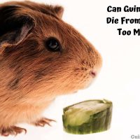 Can Guinea Pigs Die From Eating Too Much?