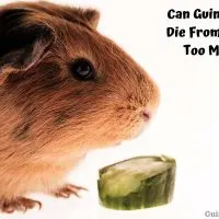 Can Guinea Pigs Die From Eating Too Much?