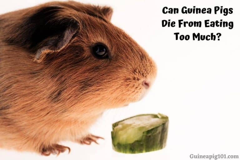 Can Guinea Pigs Die From Eating Too Much?