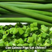 Can Guinea Pigs Eat Chives?