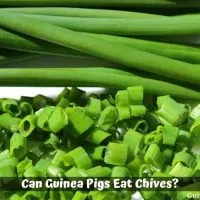 Can Guinea Pigs Eat Chives?