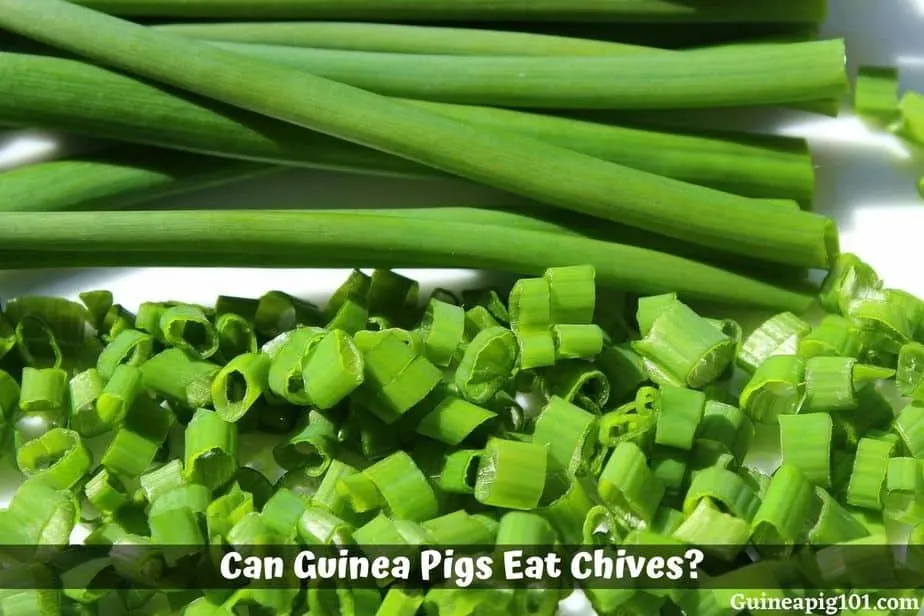 Can guinea clearance pigs eat leek