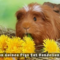 Can Guinea Pigs Eat Dandelions?