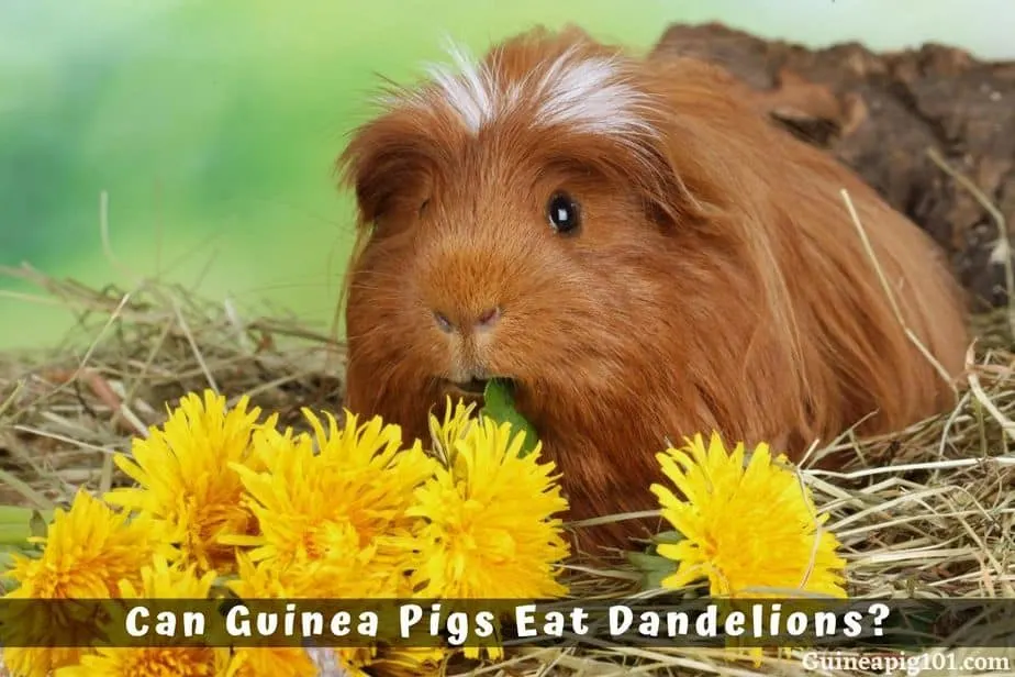 Can guinea pigs 2025 eat dandelion greens