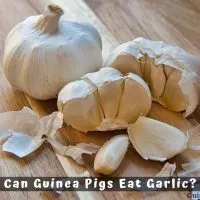 Can Guinea Pigs Eat Garlic