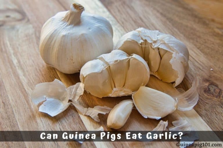 Can Guinea Pigs Eat Garlic?