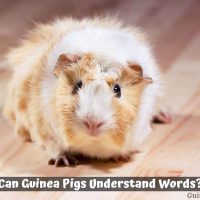 Can Guinea Pigs Understand Words?