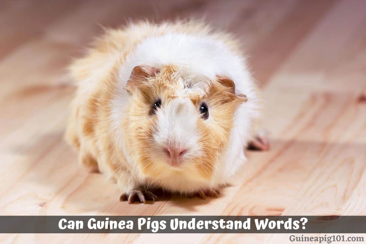 Can Guinea Pigs Understand Words?