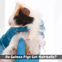 Do Guinea Pigs Get Hairballs?