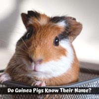 Do Guinea Pigs Know Their Name?