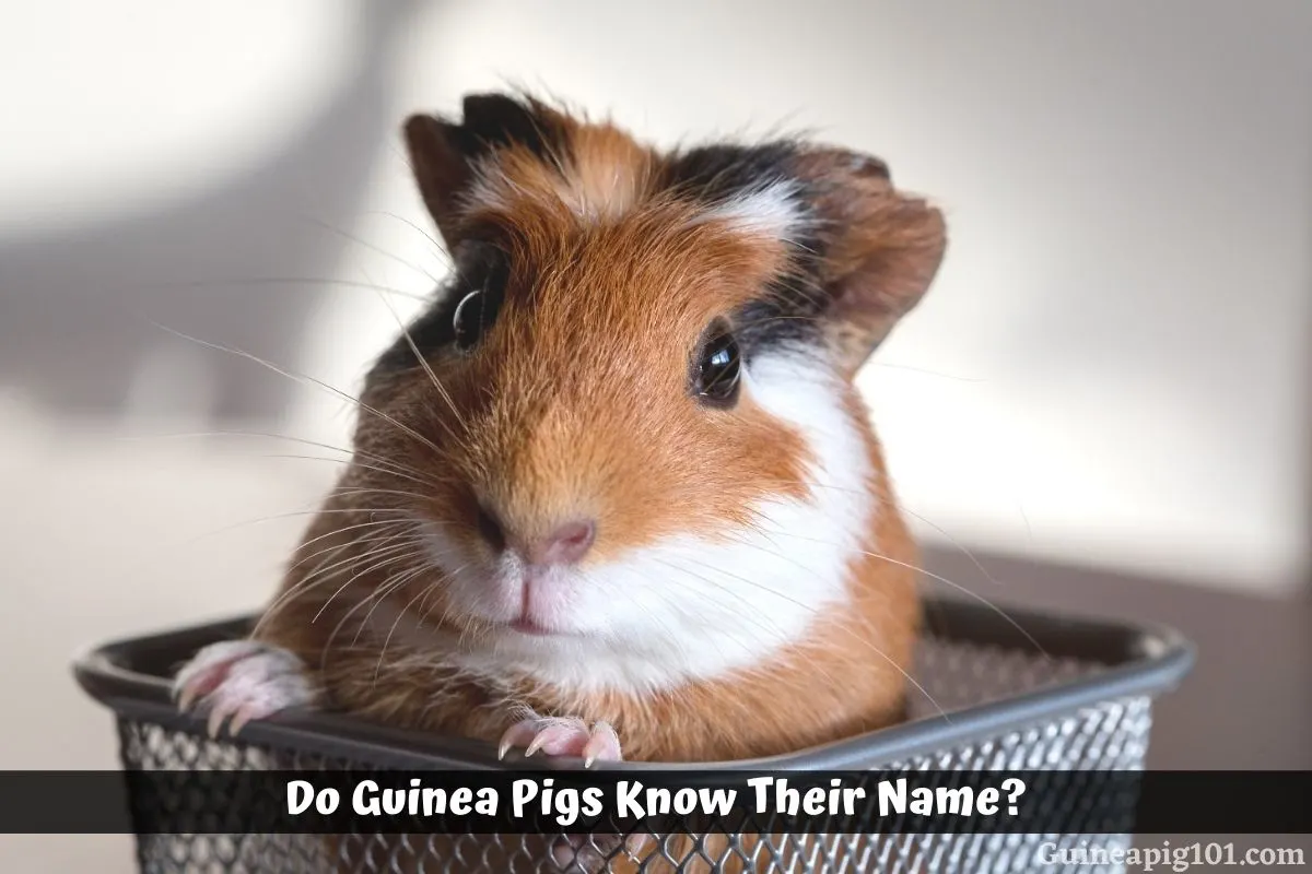 Do Guinea Pigs Know Their Name?