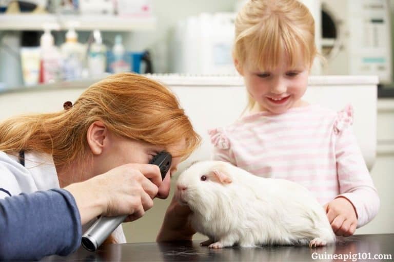 Is It Worth Getting Pet Insurance For Guinea Pigs?