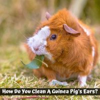 How Do You Clean A Guinea Pig’s Ears?