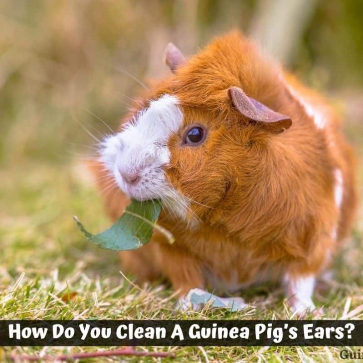 Guinea Pig Care Guides Guinea Pig 101