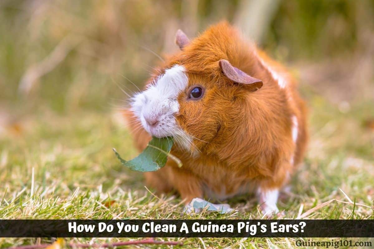 How Do You Clean A Guinea Pig's Ears?