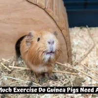 How Much Exercise Do Guinea Pigs Need A Day?