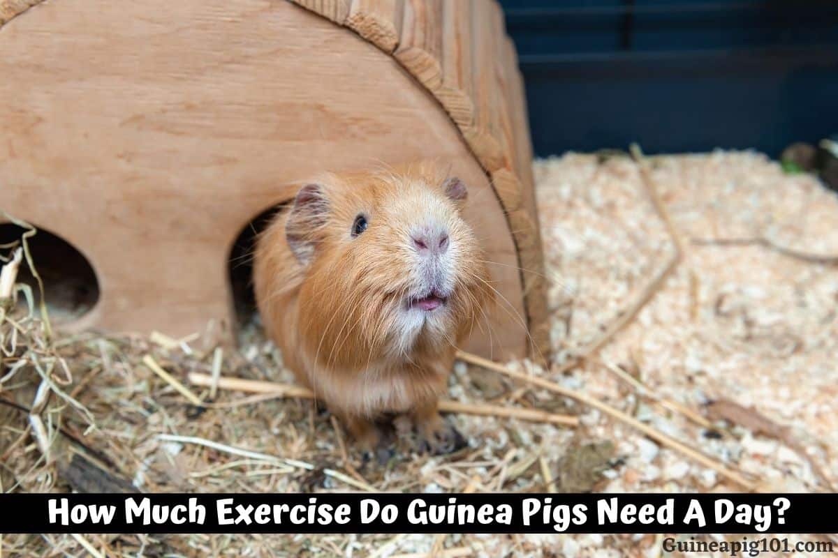 How Much Exercise Do Guinea Pigs Need A Day?