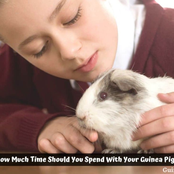 Guinea Pig Care Guides Guinea Pig 101