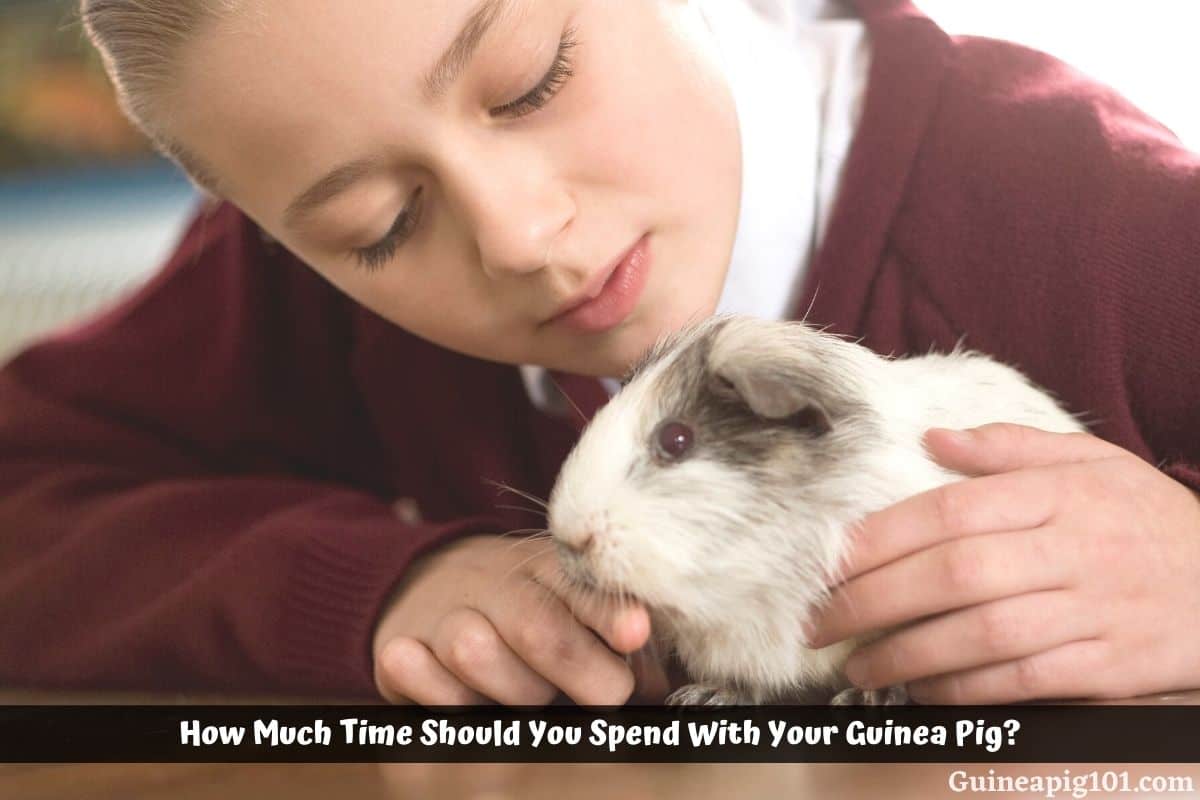 How Much Time Should You Spend With Your Guinea Pig?