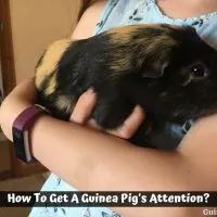 How To Get A Guinea Pig's Attention?