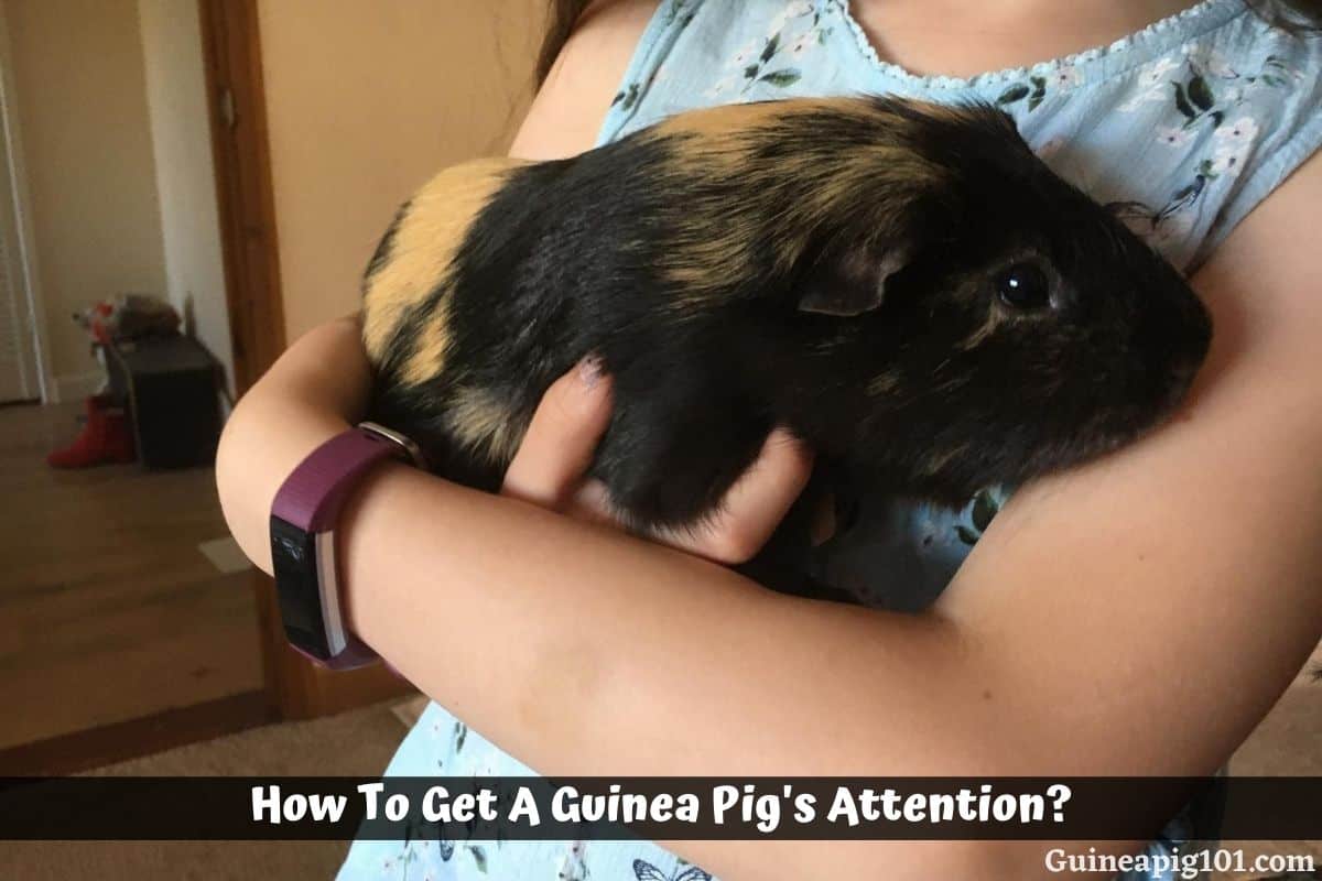 How To Get A Guinea Pig’s Attention?
