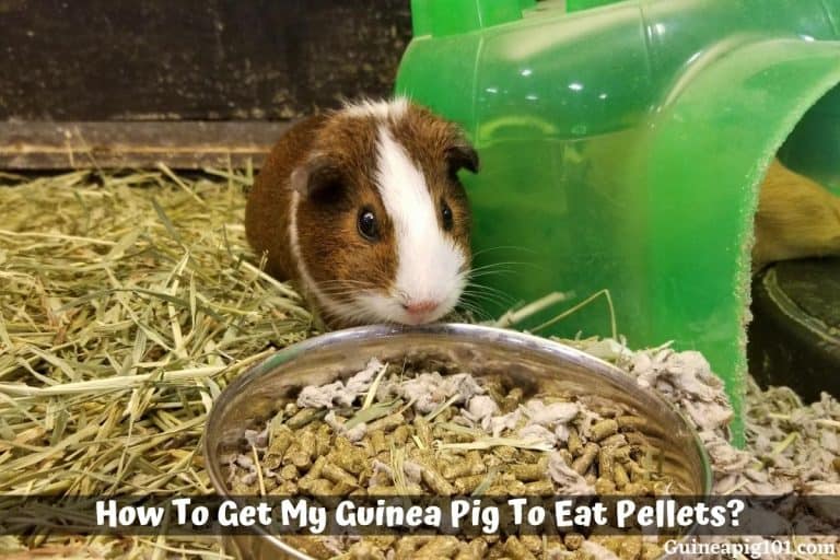 How To Get My Guinea Pig To Eat Pellets?
