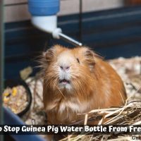 How To Stop Guinea Pig Water Bottle From Freezing?
