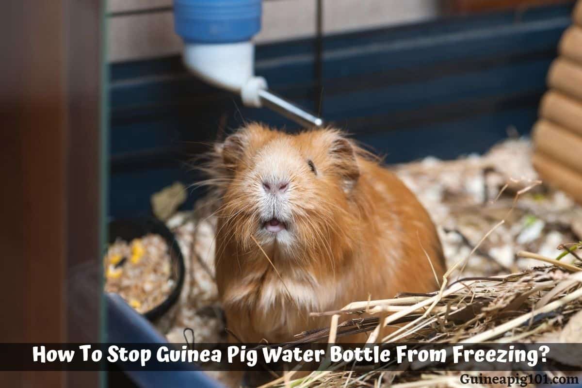 How to Stop Guinea Pig Water Bottle From Freezing?