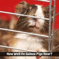 How Well Do Guinea Pigs Hear?