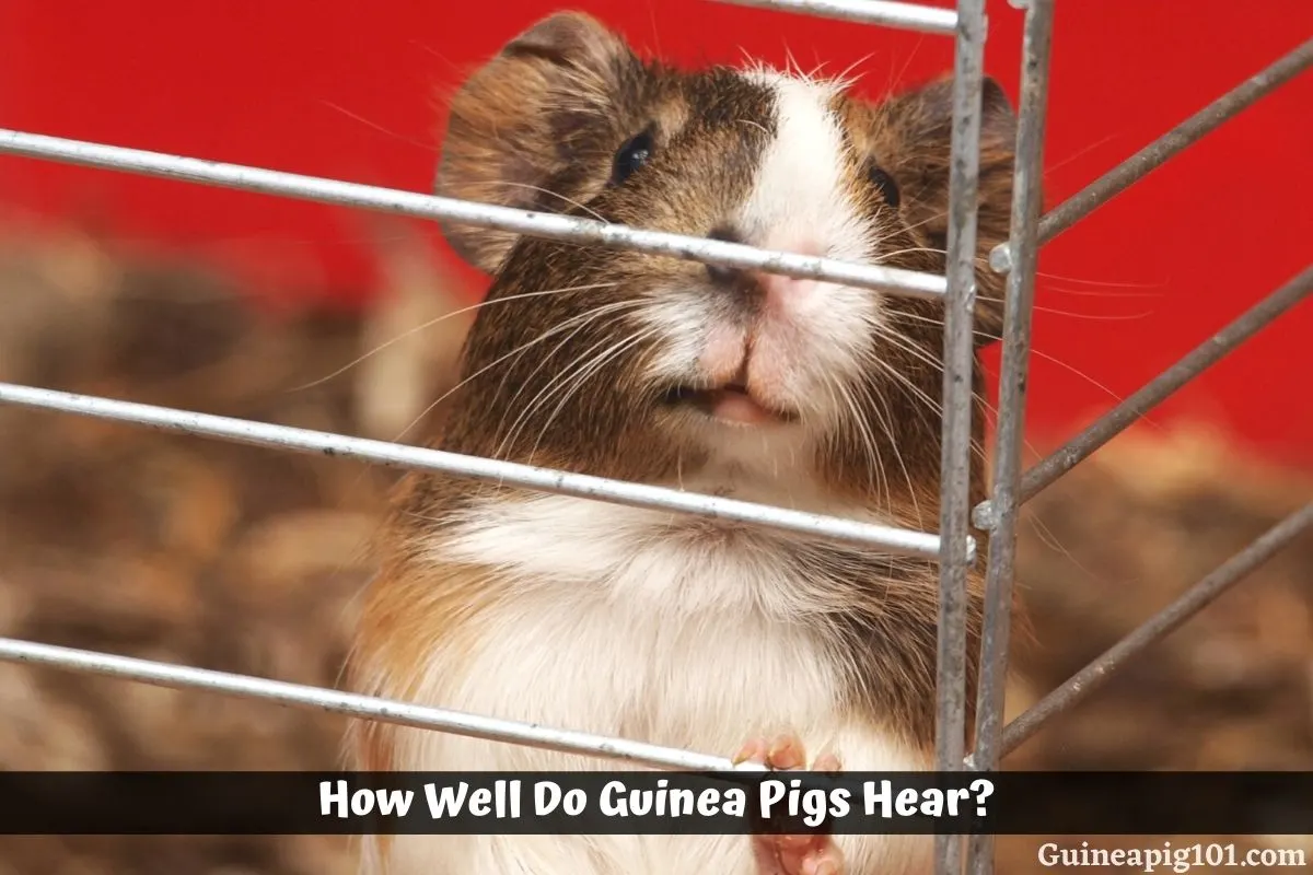 How Well Do Guinea Pigs Hear? (Hearing range & Signs Of Deafness)