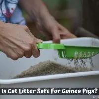 Is Cat Litter Safe For Guinea Pigs