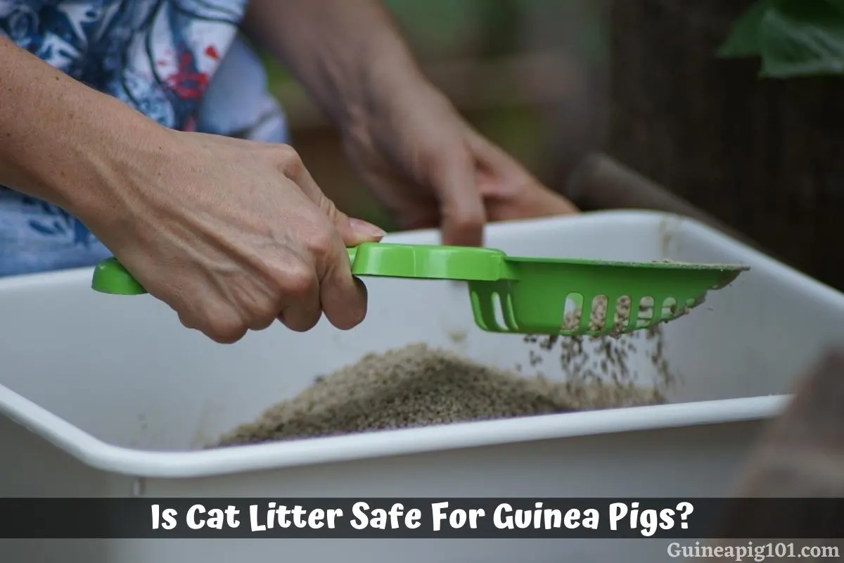 Can you use kitty litter for guinea pigs sale